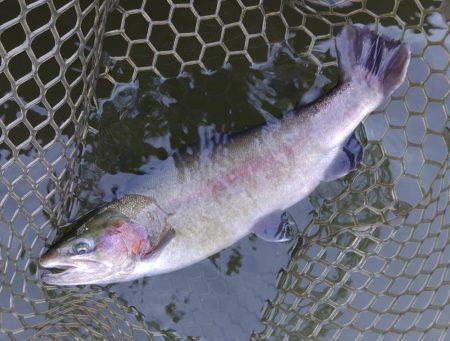 曇り→雨→雪 ～大安トラウトレイク～